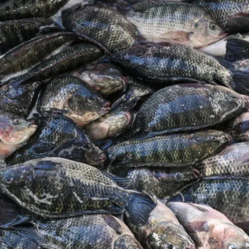 Recorde histórico: produtor de tilápia vive o melhor momento da história em janeiro