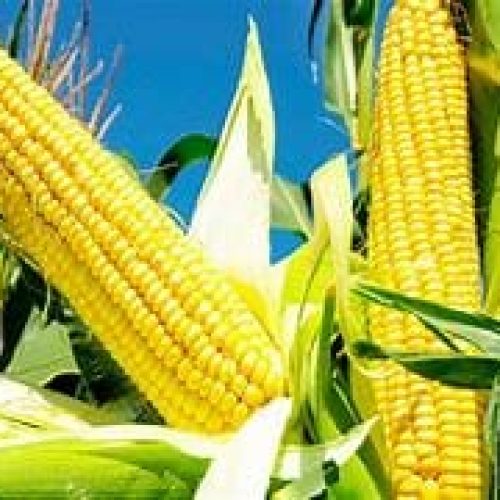 Chuvas atrapalham plantio de parte do milho em Cerejeiras (RO)