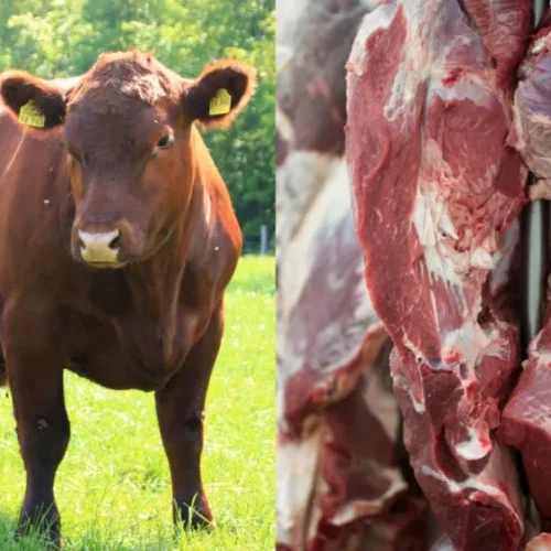 No front externo, o Brasil continua batendo marcas históricas. (Foto: Divulgação)