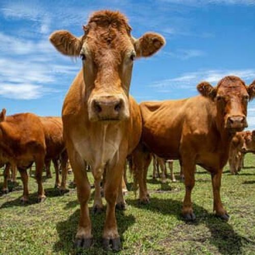 Beef cattle standing in a field
