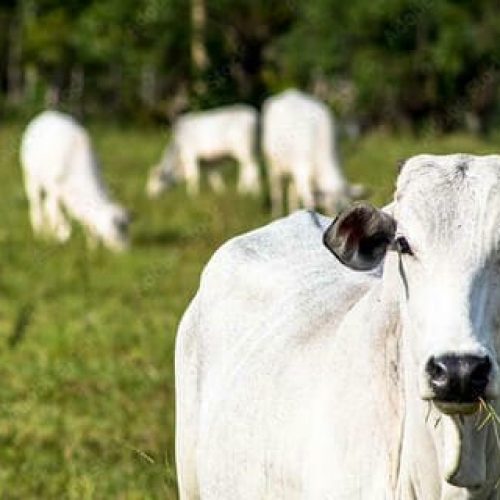 Economia: Arroba do boi gordo segue tendência de alta, nesta segunda-feira (14)