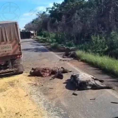 Corpos de bois ficam espalhados pela BR-364 após acidente entre caminhões