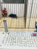 Operação resulta em prisão e apreensão de 480 porções de droga em Porto Velho