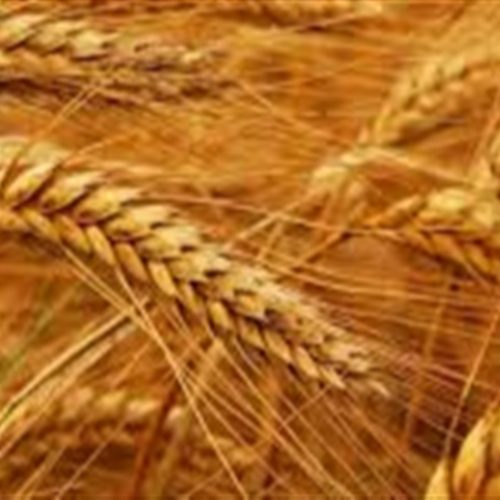 No trigo, os contratos na CBOT começaram o dia em alta - Foto: Divulgação