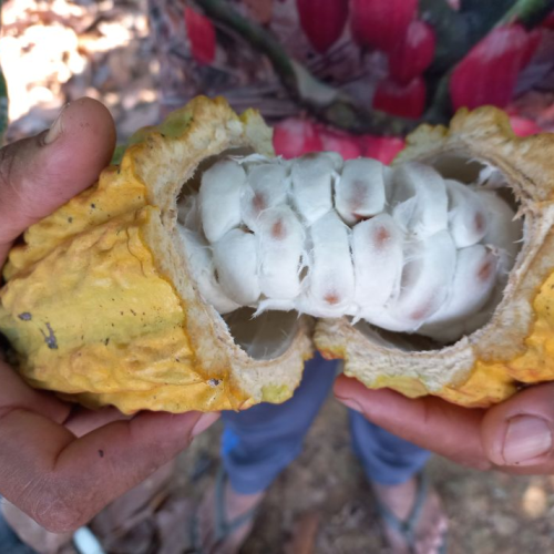 Cacau avança em Rondônia, ganha escala produtiva e projeta crescimento até 2030