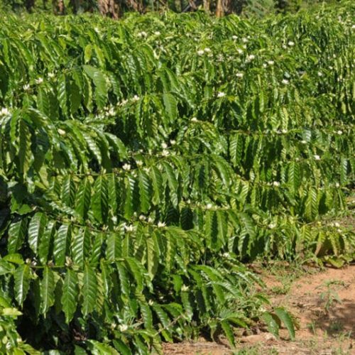 Medidas alternativas deixam produtores otimistas com a safra de café 2025 apesar da estiagem