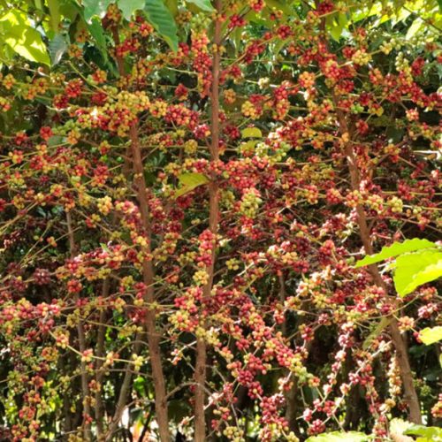 Assistência técnica e extensão rural encerra 2025 com metas executadas e valores recordes na produção cafeeira