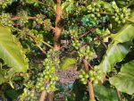 Café: manejo da florada pode definir a próxima safra