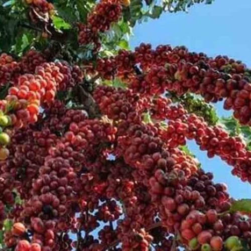 Preço do café começa a quarta-feira (2) em queda