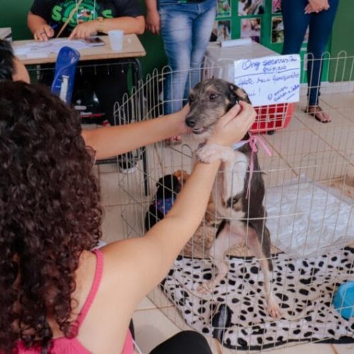 Prefeitura realiza 10ª feira de adoção de cães e gatos no dia 30