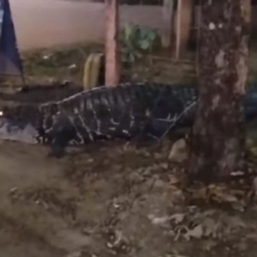 VÍDEO: Jacaré gigante surpreende moradores ao circular por calçada próxima à ponte do Rio Madeira