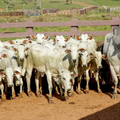 Emenda de Cláudia de Jesus garante R$ 85 mil para produtores de Mirante da Serra