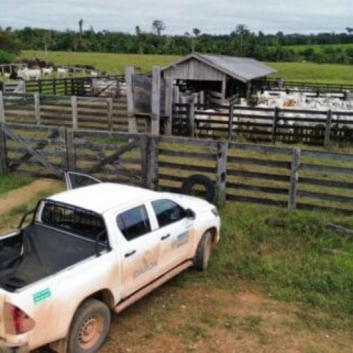 Ações para prevenir casos de raiva animal são intensificadas em Nova Mamoré