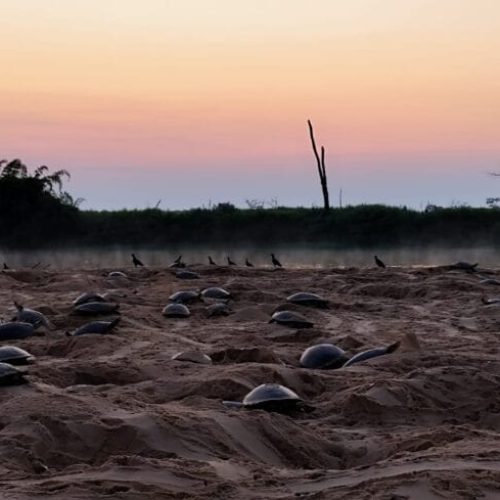 Governo de RO reforça conservação da biodiversidade com monitoramento das tartarugas-da-Amazônia no Parque Estadual Corumbiara