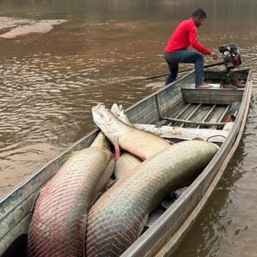 Governo de RO promove parcerias para fortalecer ações do manejo do Pirarucu na Resex Rio Cautário