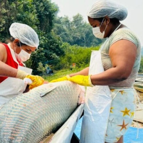 Atividades de manejo de controle do Pirarucu na Resex Rio Cautário alcançam números recordes
