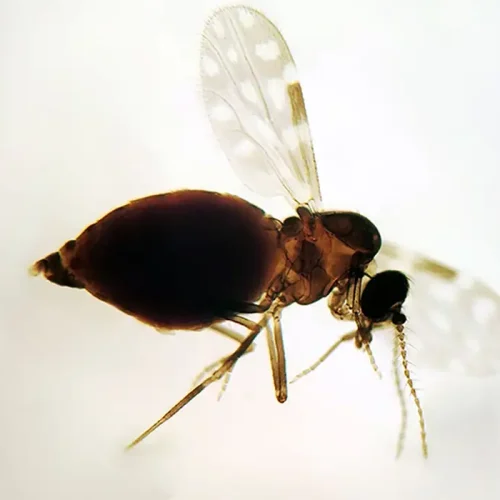 Antes restrita à Amazônia, febre oropouche se espalha pelo país