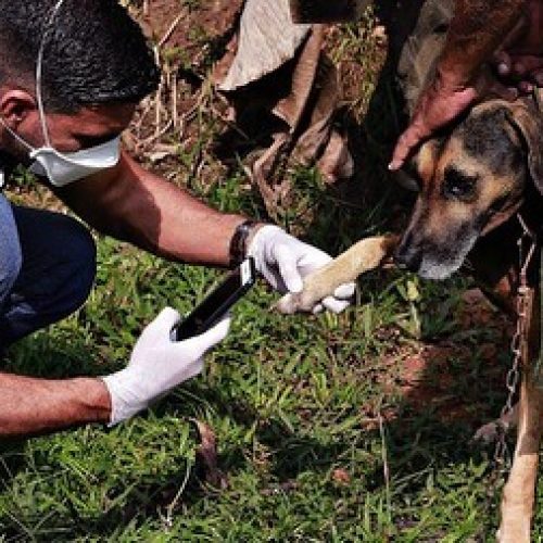 Dia do Médico-Veterinário, uma vocação que transforma cuidado em proteção