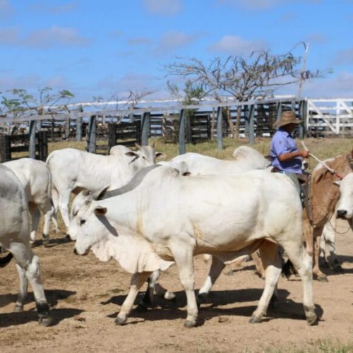 Aplicação estratégica de recursos fortalece defesa sanitária agropecuária em Rondônia em 2025