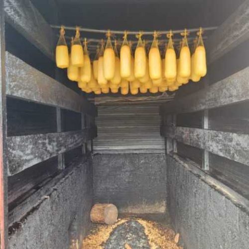 Conheça agroindústria que apostou na defumação ‘original’ para vencer concurso de qualidade de queijos em Rondônia