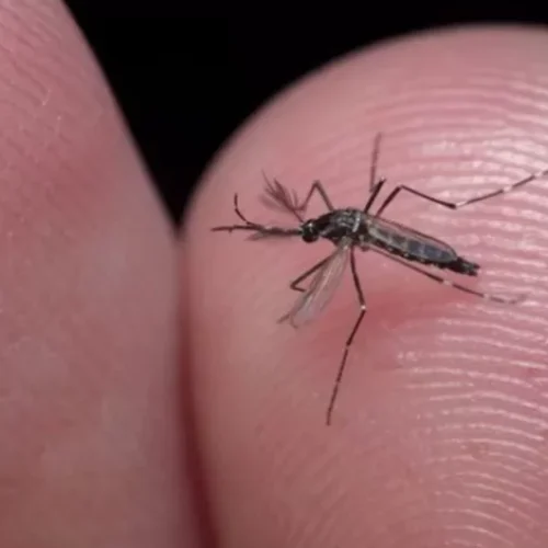 Brasil registra mais mortes por dengue do que por covid-19 em 2024