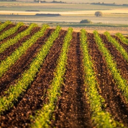 Produtores devem estar atentos ao prazo de emissão do CCIR