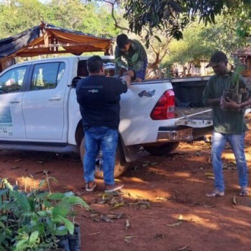 Ação ambiental beneficia indígenas com doação e plantio de mudas em Alto Alegre dos Parecis