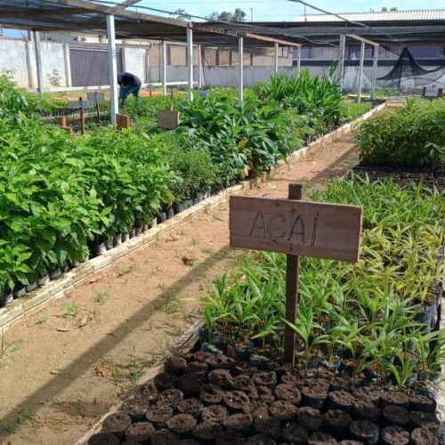 Viveiro florestal é entregue pelo governo de RO em Nova Mamoré e fomenta ações ambientais no município