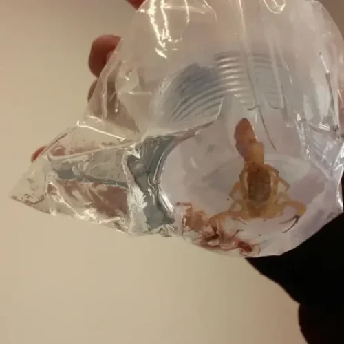 Acidentes com escorpião somam mais de 202 mil notificações em 2023