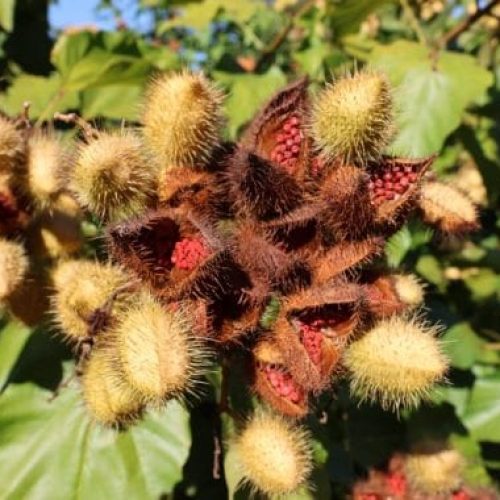 Governo de RO incentiva cultivo de urucum fortalecendo a tecnologias sustentáveis e manejo adequado da planta