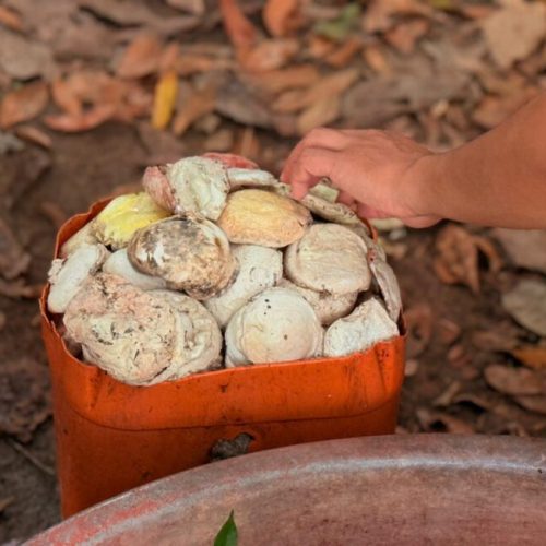 Atividades extrativistas promovem desenvolvimento sustentável na Resex Rio Cautário, no Vale do Guaporé