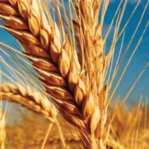Trigo lidera alta dos grãos no início da semana