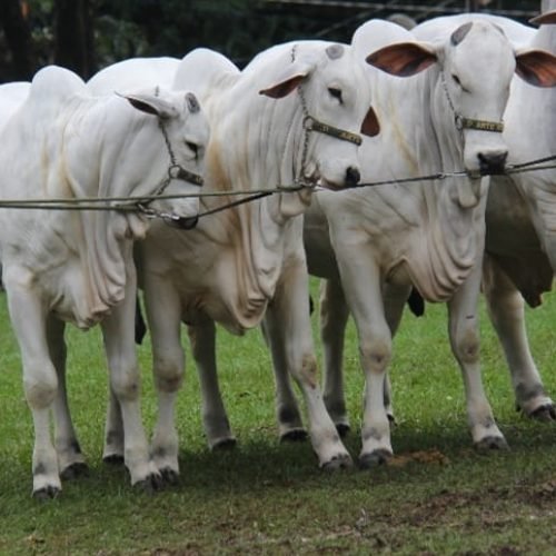 Após breve alta, preços do boi gordo voltam a estabilizar