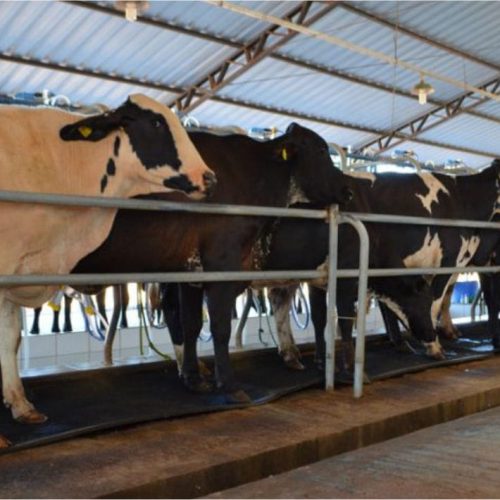 Modelo para foto 1000 x 625