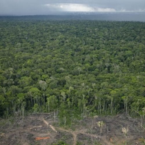 Florestas públicas serão concedidas para gerar crédito de carbono