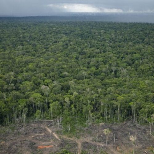 Florestas públicas serão concedidas para gerar crédito de carbono