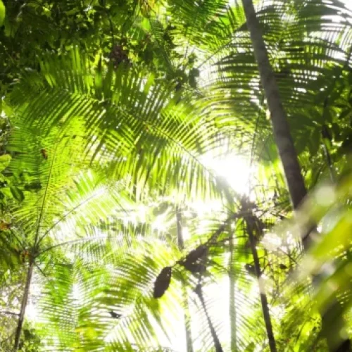Amazônia Que Eu Quero: acompanhe lançamento da temporada 2024