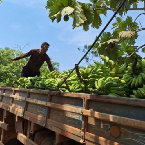 Porto Velho avança na produção de banana, macaxeira, café e outras culturas.
