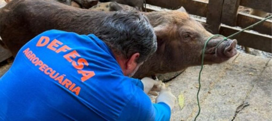 Com rebanho de 197 mil suínos, Rondônia reforça vigilância zoosanitária para ampliar mercados