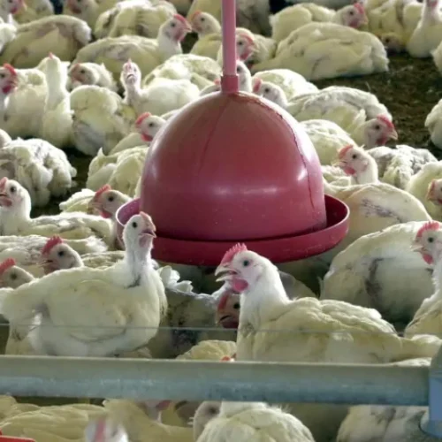 Valor de produção da pecuária tem recorde, com marca de R$ 122,5 bi