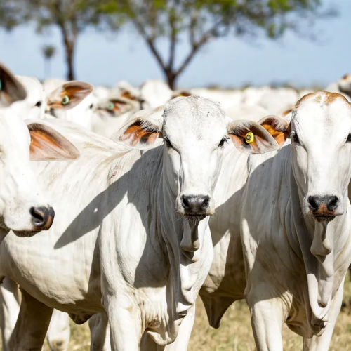 Idaron divulga processo seletivo com salário de até R$ 7 mil em Rondônia