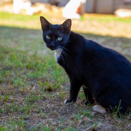 Prefeitura realiza última ação de castração animal gratuita do ano no próximo dia 30