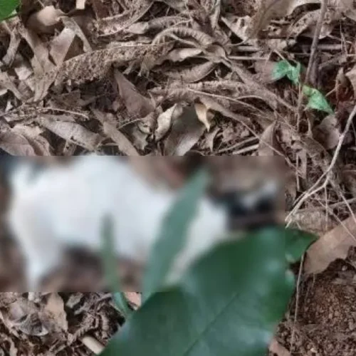 Gatos são envenenados e morrem no bairro Jardim Eldorado em Vilhena