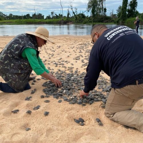 Ação realizada pelo governo de RO promove soltura de mais de 177 mil filhotes de tartarugas, no Parque Estadual Corumbiara