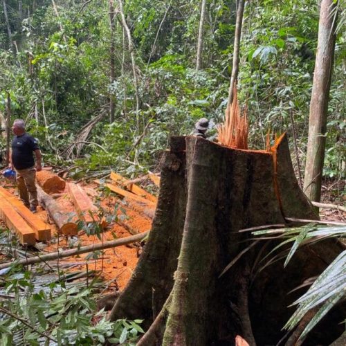 Combate à extração ilegal de madeira em Unidade de Conservação é intensificado pelo governo de RO