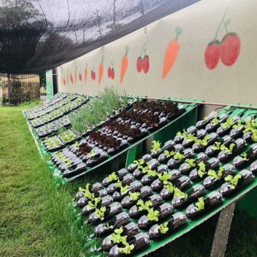 Educação Profissional amplia ações de sustentabilidade com inauguração de horta hidropônica