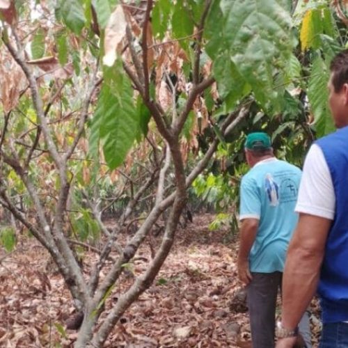 Ações desenvolvidas garantem sanidade dos frutos e amêndoas que foram destaques no Concacau