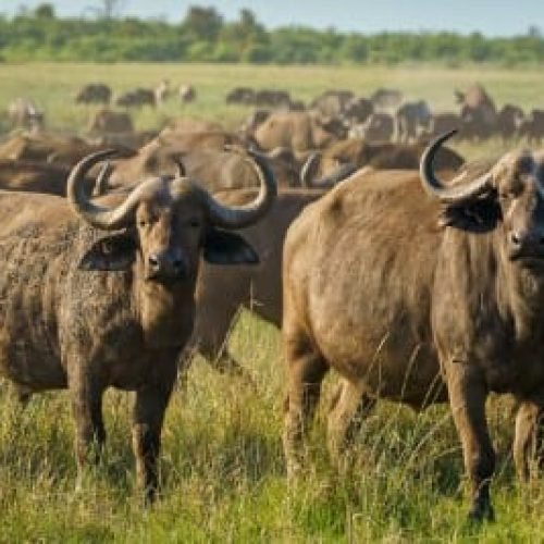 MPF pede plano para controle de búfalos exóticos em Rondônia e alerta para riscos ambientais, econômicos e sanitários