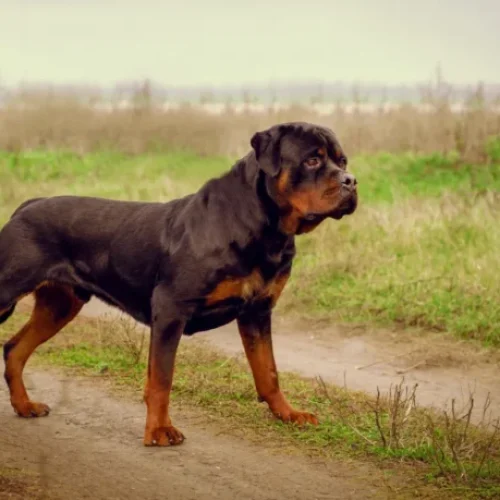 Garotinha de 1 ano e 11 meses atacada com a mãe por cães Rottweiler em Vilhena está entubada numa UTI de Ji-Paraná