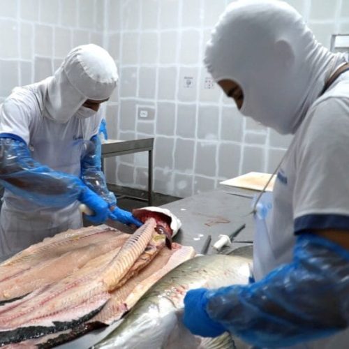 Indústria de Rondônia recebe certificação e amplia mercado de peixes para todo o Brasil
